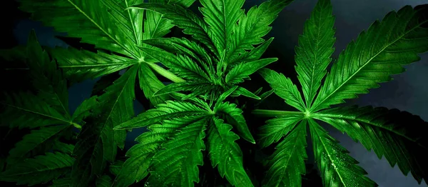 Background of juicy green marijuana leaves, cannabis plant on dark — Stock Photo, Image