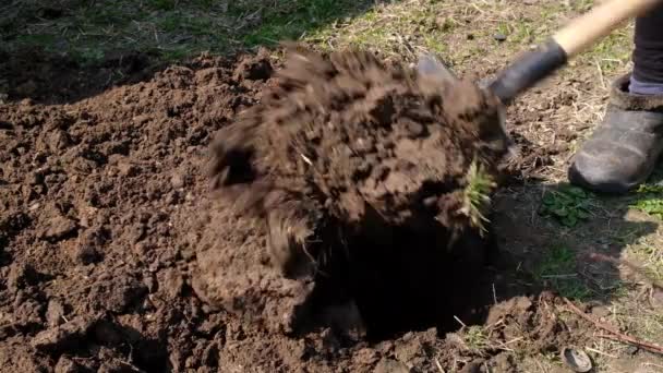 Digging the ground with a shovel close up — Stockvideo