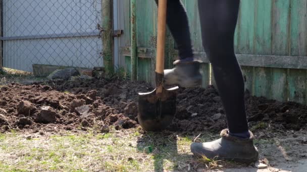 Digging the ground in spring,woman with a shovel in the garden — ストック動画