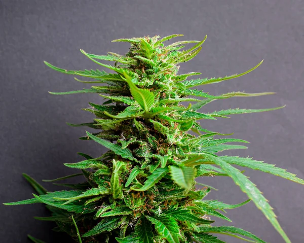 Hermoso brote de marihuana verde, planta de cannabis primer plano —  Fotos de Stock