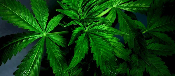 Green marijuana leaves,cannabis medicinal plant on dark background — Stock Photo, Image