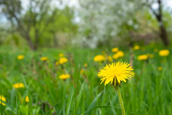 Diente de león de primavera floreciendo en el prado — Foto de Stock