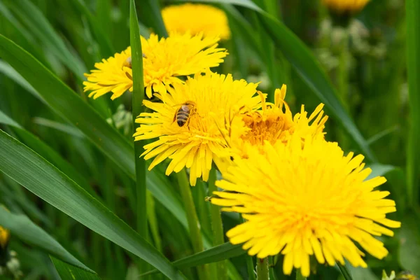 Žluté kvetoucí pampelišky taraxacum na louce na jaře zblízka — Stock fotografie