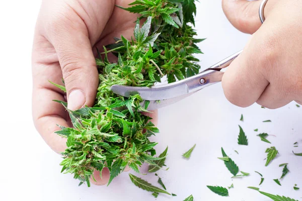 Manicure cannabis knop, knippen marihuana bladeren met een schaar — Stockfoto