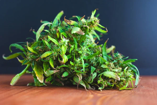 Velký zelený konopí bud detailní up, čerstvé lékařské marihuany — Stock fotografie