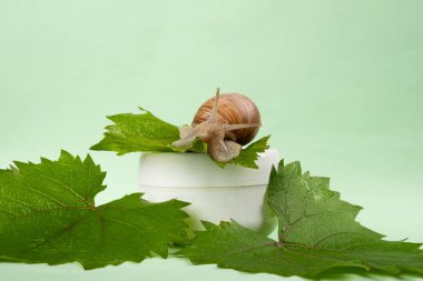 grape snail mucin cream,skin care cosmetic