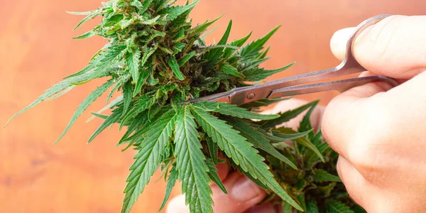 Hand Scissors Cutting Marijuana Trimming Cannabis Buds — Stockfoto