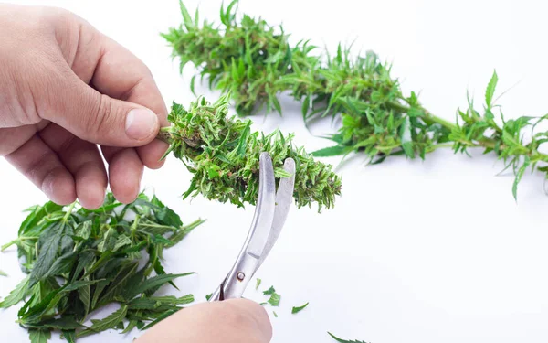 Trimming Marijuana Buds Cutting Small Cannabis Buds — Stockfoto