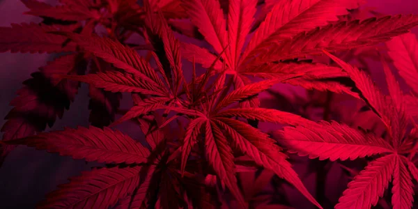 Growing Marijuana Led Phyto Lighting Purple Cannabis Leaves — Fotografia de Stock