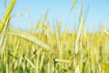 Genç buğday tarlaları, buğday başakları. Yakın çekim..