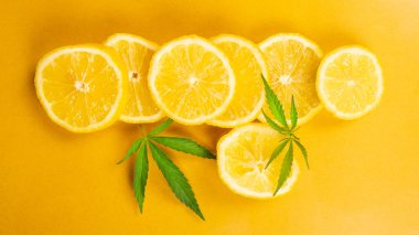 Sarı arka planda limon dilimi ve marihuana yaprakları, narenciye aromalı kenevir.