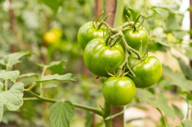 Sera olgunlaşmamış yeşil domatesler taze sebzeler yakın plan.