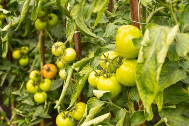 Serada olgunlaşmamış yeşil domatesler taze sebzeler.