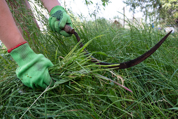 process cleaning grass with a sickle.
