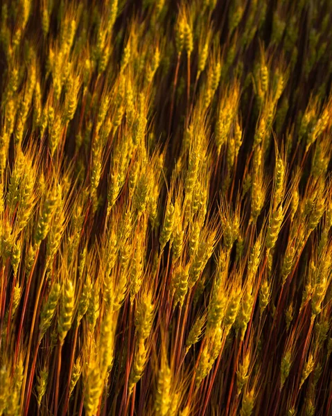 Morning Golden Wheat Texture Background —  Fotos de Stock