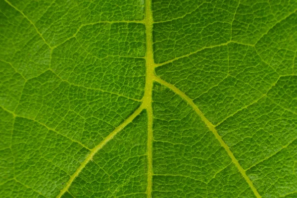 Текстура Зеленого Виноградного Листя Макро Фону — стокове фото