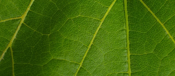 Green Grape Leaf Close Macro Texture — Stock Photo, Image