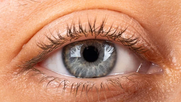 Blue Gray Female Eye Closeup — ストック写真