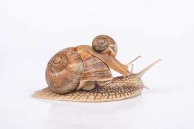 Beyaz arka planda salyangoz ailesi