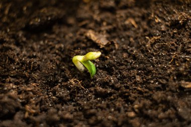 Yerden küçük yeşil bir kenevir filizi çıktı.