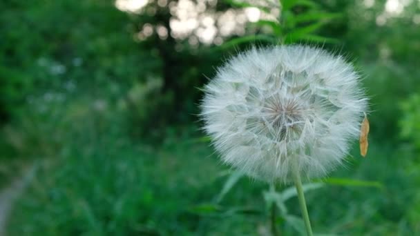 Oriental Salsify giant dandelion close up with copy space — Stock Video
