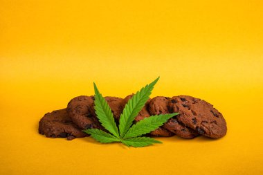 Sarı zemin üzerinde yüksek thc ile çikolatalı kenevir kurabiyeleri, eğlence amaçlı esrar kullanımı