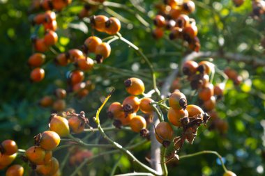 Yaban portakalı güllük gülistanlık