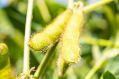 Taze soya fasulyesi yetiştirmek, soya bitkisi yerine et.