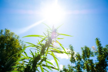 Güneşli gökyüzünün arka planında çiçek açan marihuana çiçeği, açık havada esrar yetiştirme