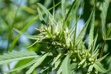 Bir çiftlikte yetişen tıbbi marihuana bitkisinin genç tomurcuğu