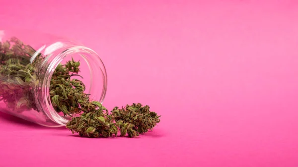 Dry cannabis buds sprinkled on the table from a jar on a pink background, medical marijuana — Stock Photo, Image