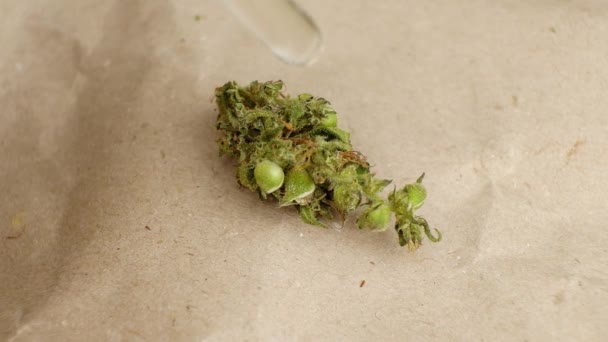 Einweichen einer trockenen Cannabis-Knospe mit Tropfen THC-Konzentrat aus nächster Nähe — Stockvideo