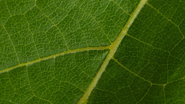 Traubenblatt Makro Textur grüner Hintergrund — Stockfoto