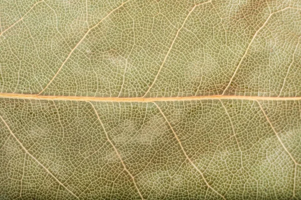 Hoja de laurel seca textura fondo macro, especia india aromática — Foto de Stock