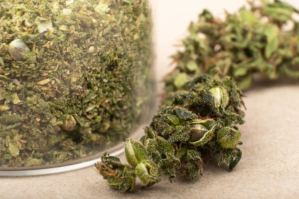 Čerstvé lékařské zelené marihuanové pupeny, sbírání konopných semen — Stock fotografie