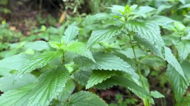 Sonbahar ıslak ısırgan otu, orman yeşilliği. Yüksek kalite 4k görüntü