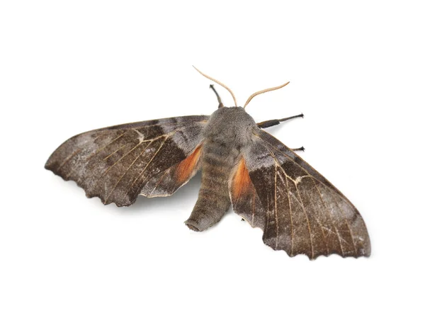 Mariposa nocturna Polilla halcón álamo — Foto de Stock