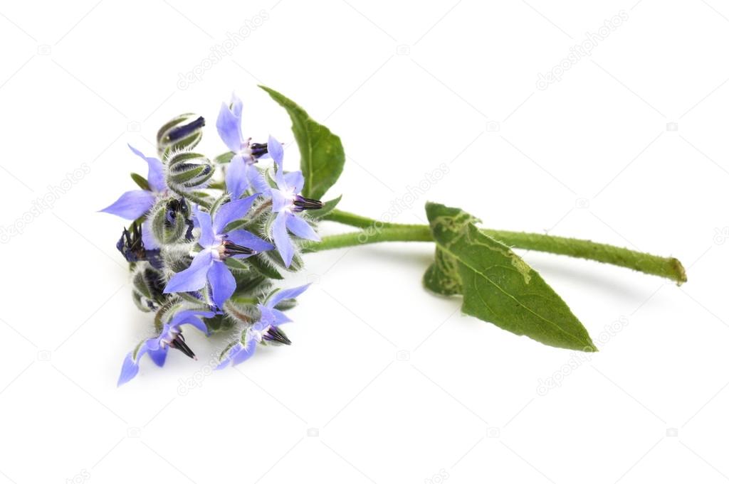 Blue starflower on white