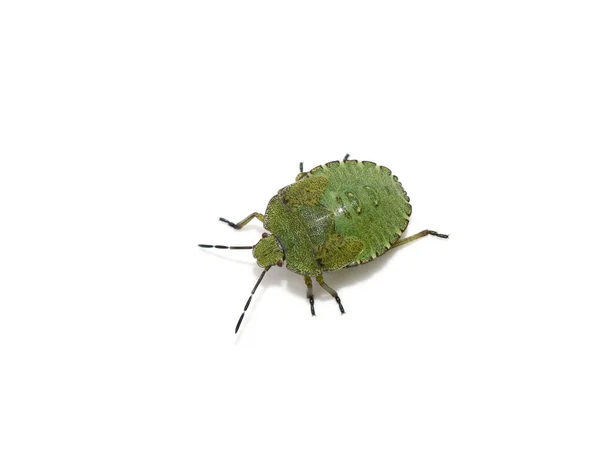 Beyaz Arka Planda Yeşil Kalkan Böceği Palomena Prasina Genç Peri — Stok fotoğraf