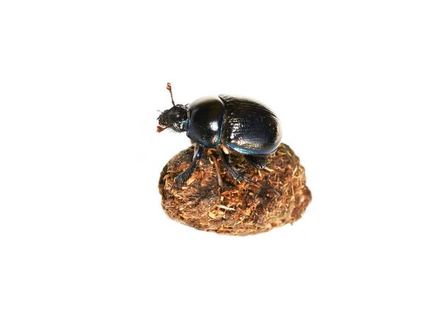 Escarabajo Estiércol Anoplotrupes Stercorosus Sobre Pellet Estiércol Aislado Sobre Fondo —  Fotos de Stock