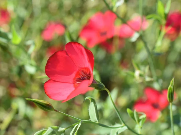 Lino Rosso Linum Grandiflorum Fioritura Giardino — Foto Stock