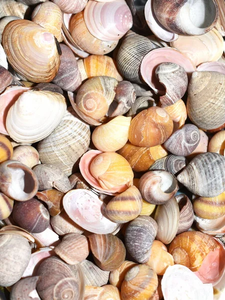 Farklı Renkte Deniz Kabukları Koleksiyonuna Yakın Çekim — Stok fotoğraf