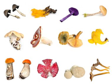 Fungus collection clipart