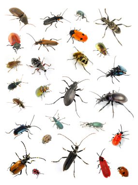 Beetle collection clipart