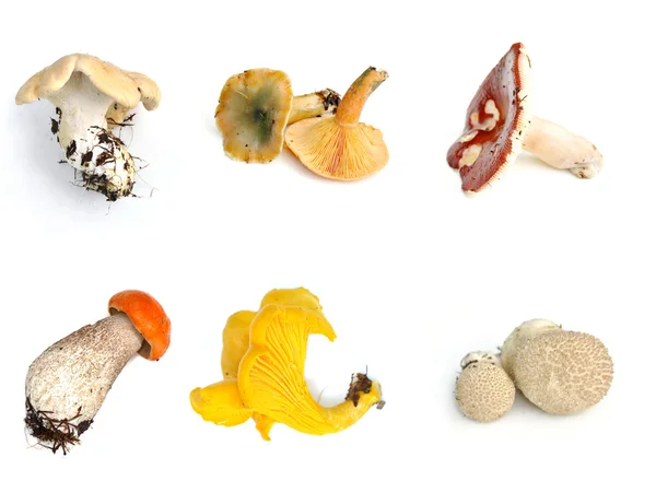 Mushroom collection — Stock Photo, Image