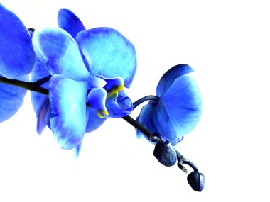 Mavi orkide