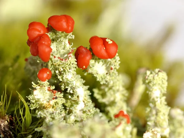 Cup lichen — Stock Photo, Image