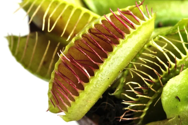 Venus flytrap — Stockfoto