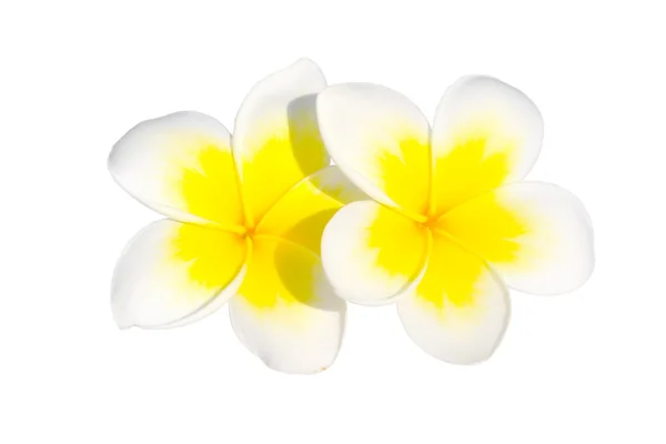 Frangipani flowers — Stock Photo, Image