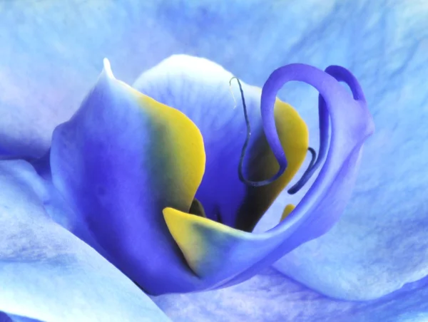 Orquídea azul — Fotografia de Stock